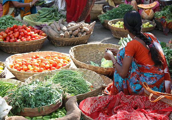 INDIA SAGRADA PC (TODAS LAS COMPAÑÍAS) EXCLUSIVO