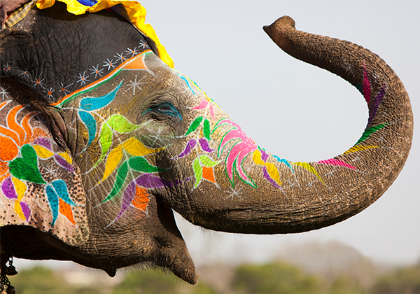 INDIA SAGRADA PC (TODAS LAS COMPAÑÍAS) EXCLUSIVO