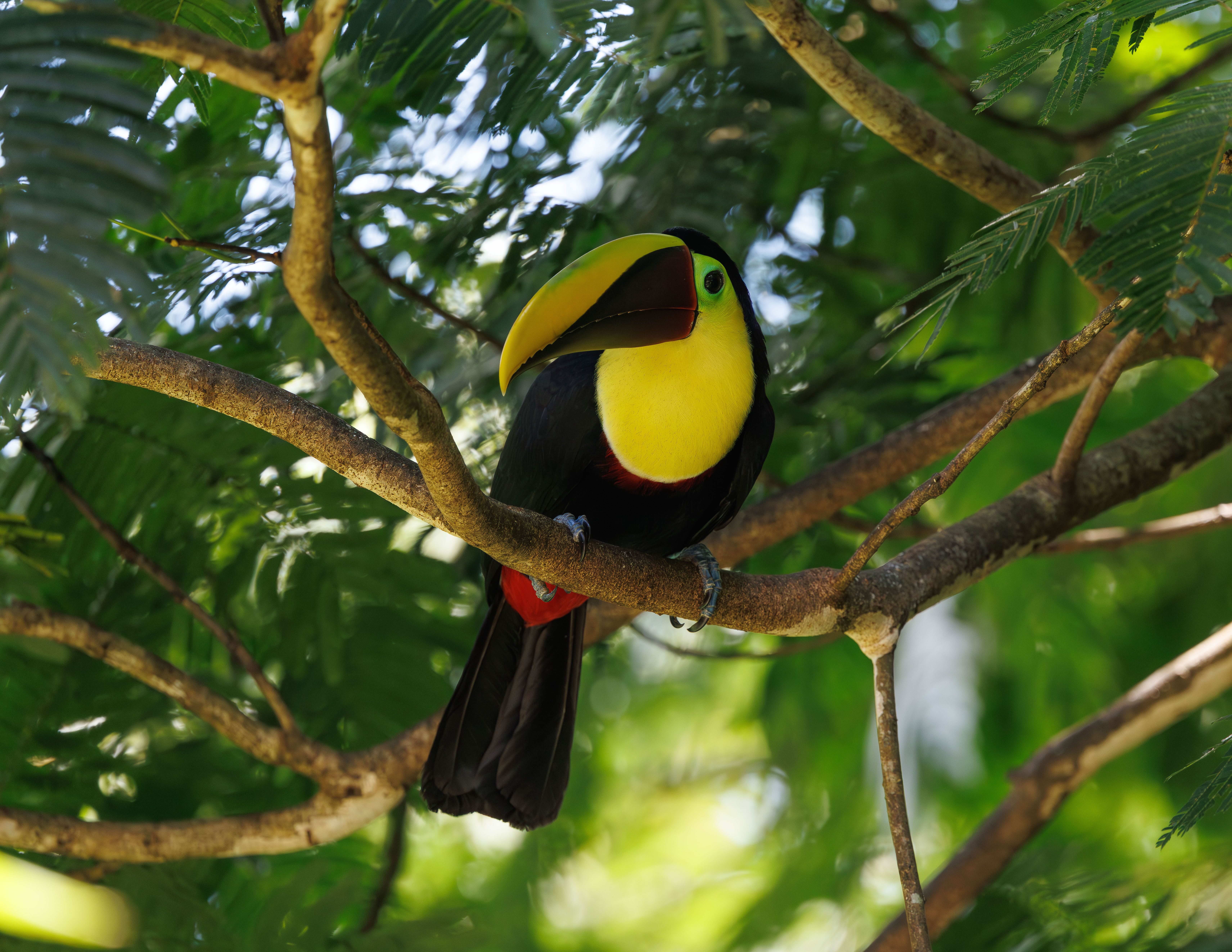 TODO COSTA RICA Y PLAYAS DEL PACÍFICO NORTE