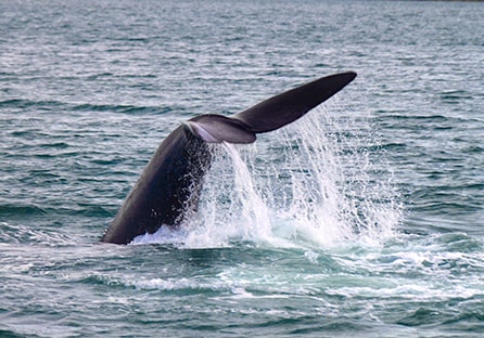 CATARATAS, FAUNA AUSTRAL Y GLACIARES